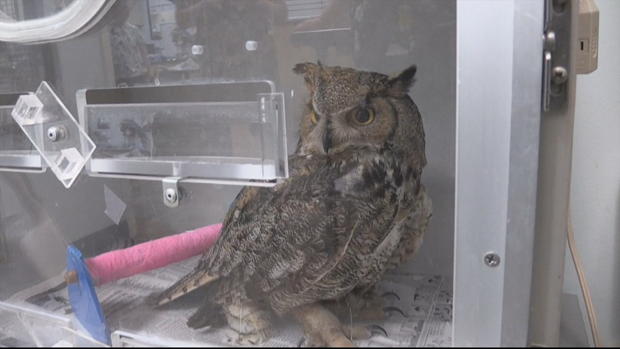 West Metro Firefighters Rescue Owl 
