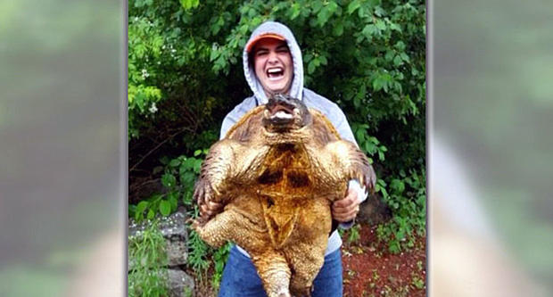 lowell snapping turtle 