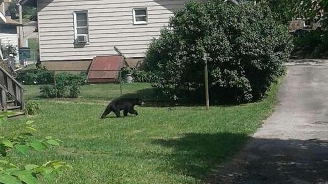 uniontown-black-bear.jpg 