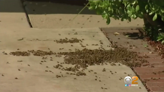 bee-attack.png 