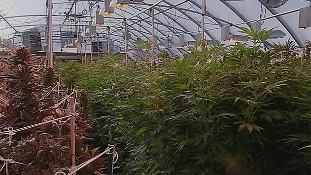 weed-growing-greenhouse 