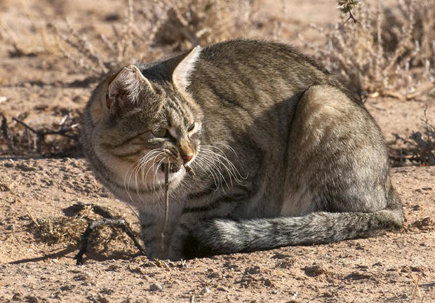 african-wild-cat-kahalari-mouse-tail.jpg 