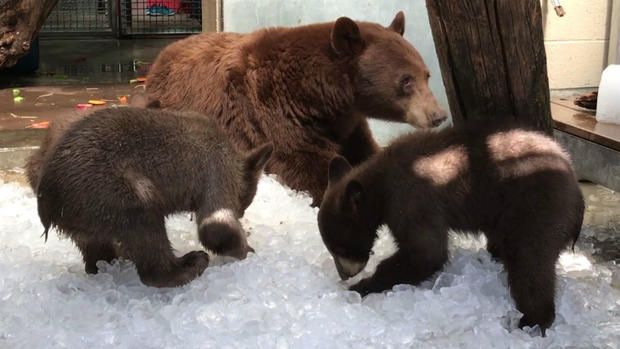 Oakland Zoo black bears playing in ice 