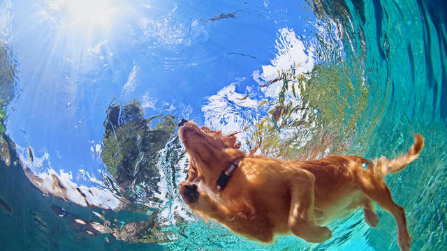 swimming-dog.jpg 
