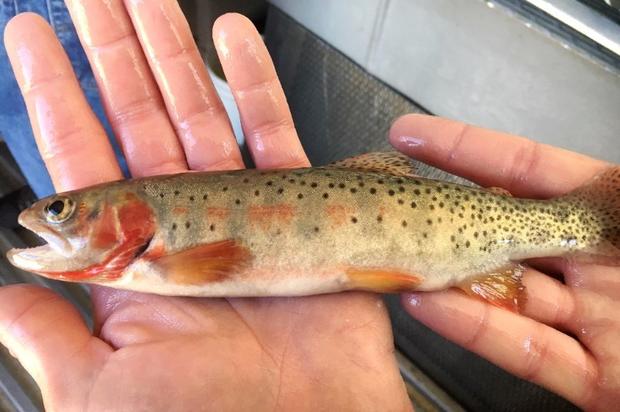 Hayden Fire Trout 5 (from CPW) 