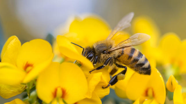 bee 