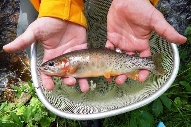 Hayden Fire Trout 1 (from CPW) 