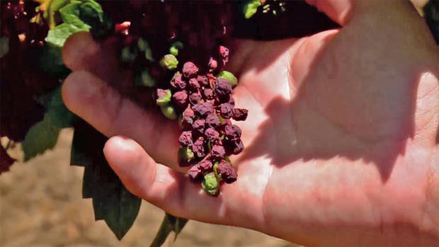 Grape Grower Joe Salman Shows Desiccated Grapes from His Vines Near Sacramento 