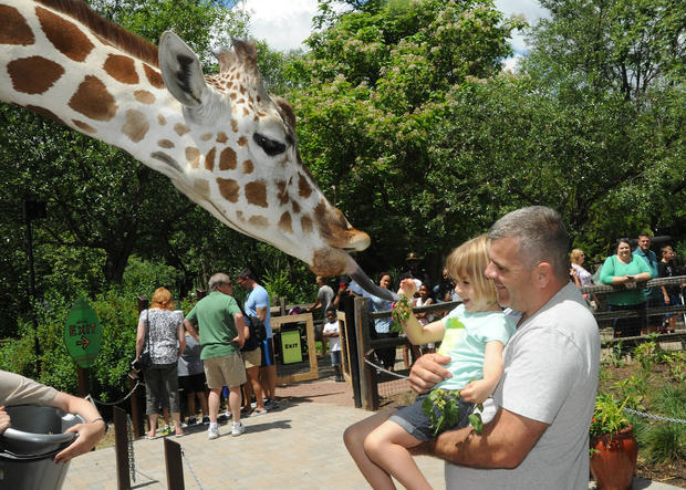 giraffe feeding 