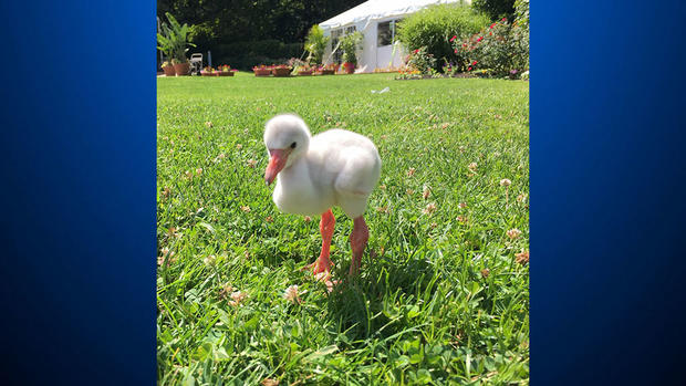 flamingo-chick-national-aviary 