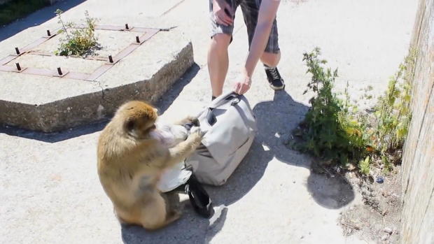 monkey-stealing-backpack.jpg 