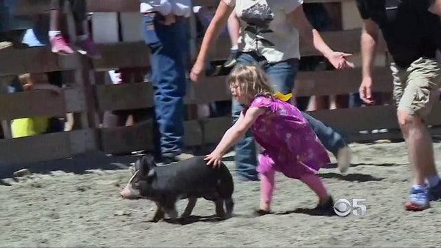 pig-scamrble.jpg 