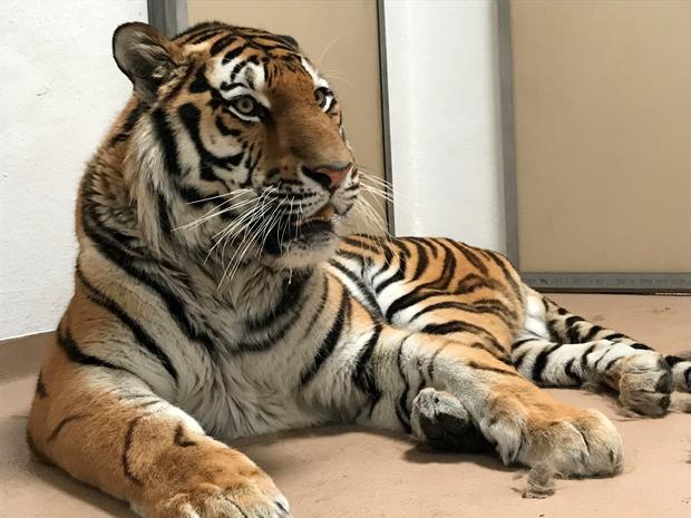 new tiger martin 3 (denver zoo) 