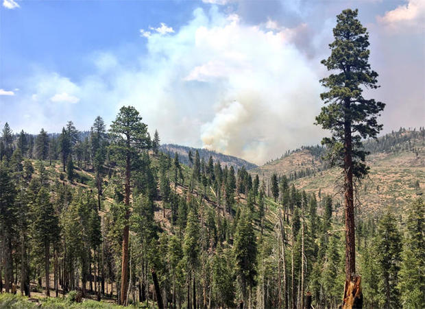 wildfire-california-sequoia-forest-schaeffer-fire.jpg 