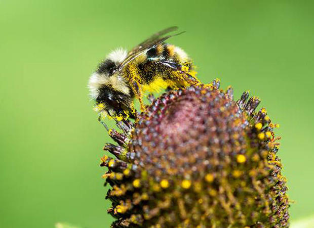 bee-with-flower-a-verne-lehmberg.jpg 