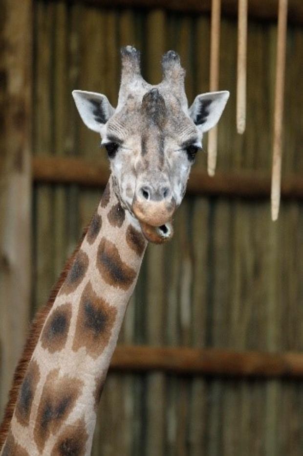 sabrena giraffe 