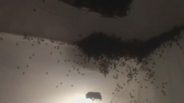 Bees in apartment 
