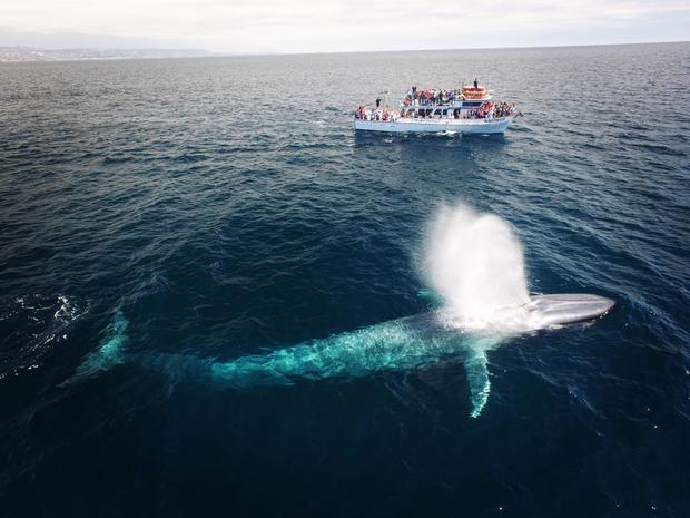 Whale Watching-Newport Landing Whale Watching- Verified Ashley 