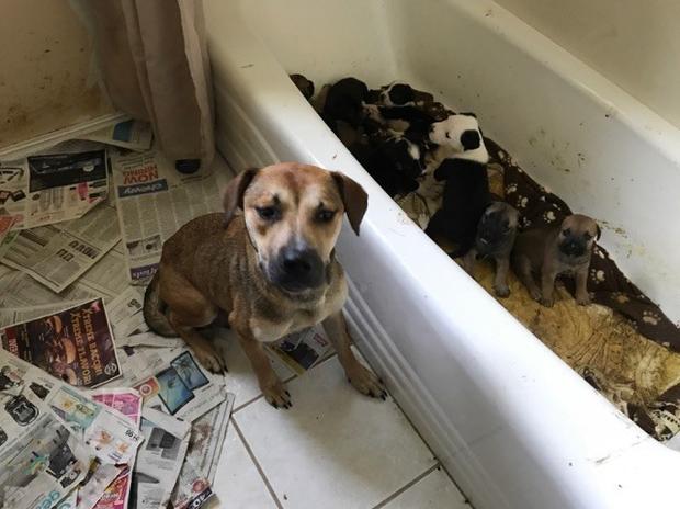 Dogs seized from Keller Home 