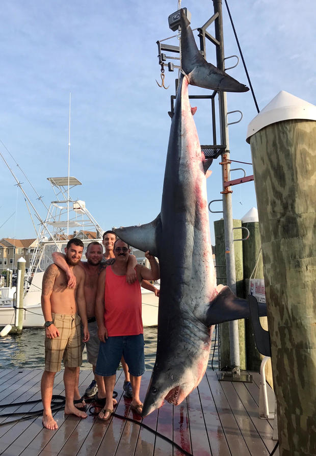 From left, Mark Miccio, Matt Miccio and Steve Miccio pose for a photo with a 926-pound Mako shark at Hoffmann Marina in Brielle, N.J., July 22, 2017, in a photo provided by Jenny Lee Sportfishing. 