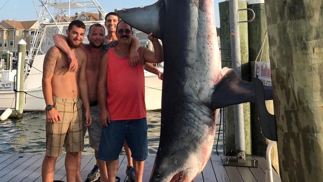 From left, Mark Miccio, Matt Miccio and Steve Miccio pose for a photo with a 926-pound Mako shark at Hoffmann Marina in Brielle, N.J., July 22, 2017, in this photo provided by Jenny Lee Sportfishing. 