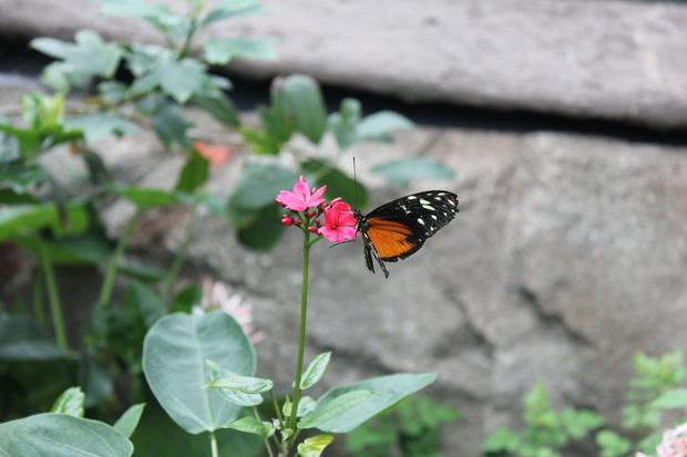 Butterfly Pavilion-Ashley Ryan 