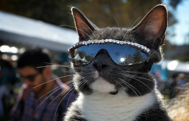 Cat wearing sunglasses 