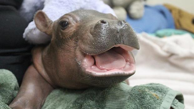 Fiona the hippo: Cutest baby pictures from the Cincinnati Zoo 