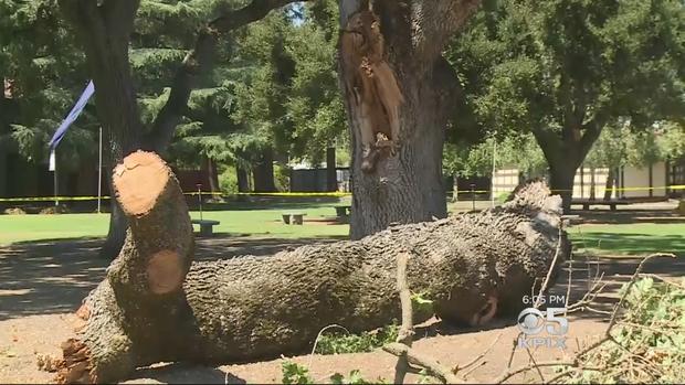 fallen tree branch in Menlo Park 