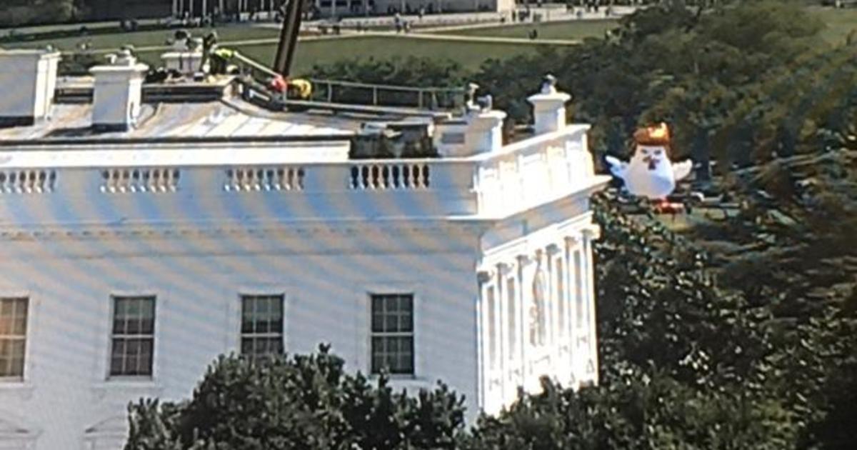 Giant Inflatable Trump Chicken Outside White House Grounds Cbs News