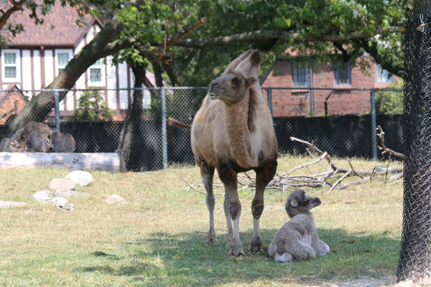 Camels - Mom Suren and Calf Rusi 1 - Jennie Miller 