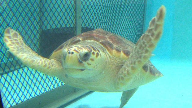 turtle-swimming 