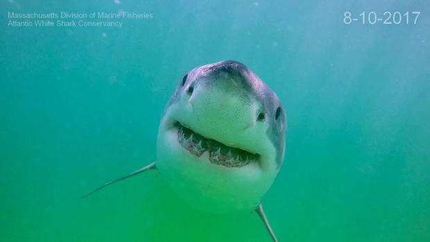 shark-smile 