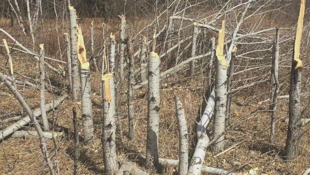 Sherburne National Wildlife Refuge Tree Vandals 