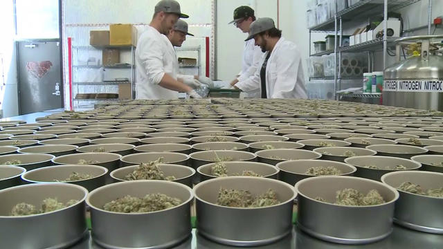 Cotati Marijuana Dispensary Packaging Weed In Cans - CBS San Francisco