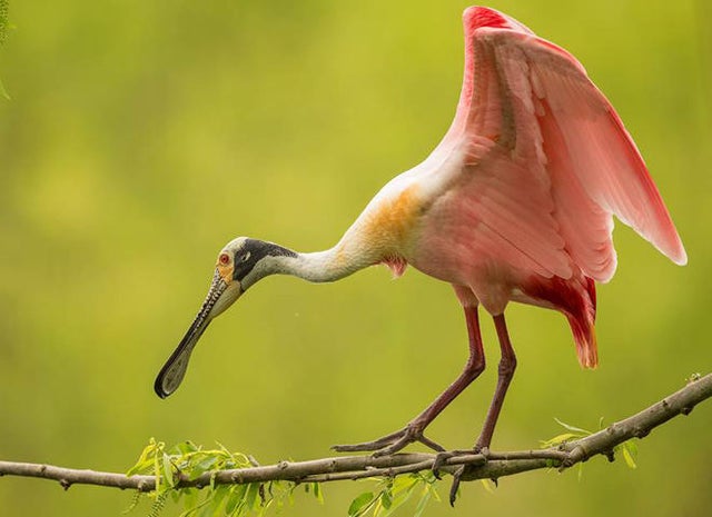 roseate-spoonbill-in-breeding-plumage-verne-lehmberg-promo.jpg 