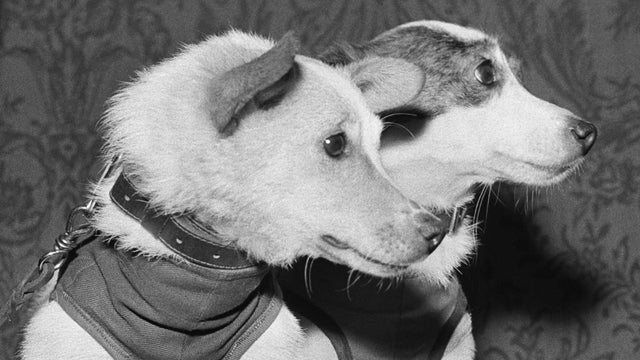 Moscow region. USSR. Soviet space dogs Strelka and Belka after a successful space flight. Photo TASS / Nikolai Sitnikov; Sergei Preobrazhensky . - . / / 