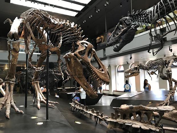 DinosaurHall - natural history museum - verified kellie 