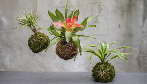 Kokedama Workshop-Rogers Gardens  - VERIFIED Ashley 