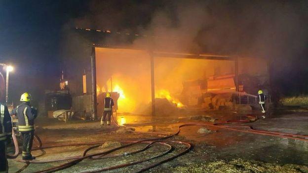 Firefighters enjoy sausages made from piglets they rescued from fire - CBS  News