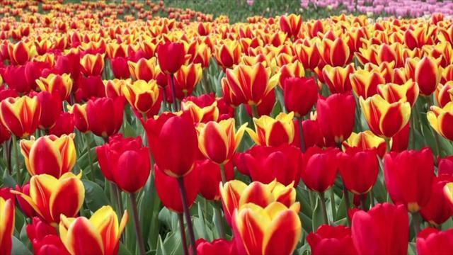 0521-sunmo-naturetulips-1319662-640x360.jpg 