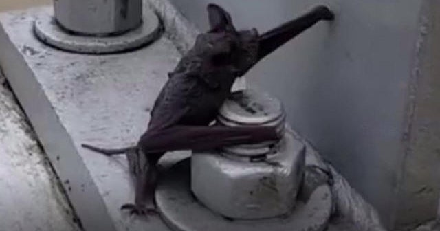 Houston residents rescue drowning bats CBS News