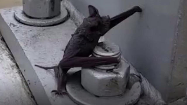 0829-cbsn-rescuedbats-1385628-640x360.jpg 