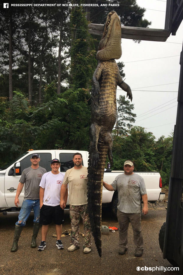 Massive 766-Pound Gator Sets Record In Mississippi 