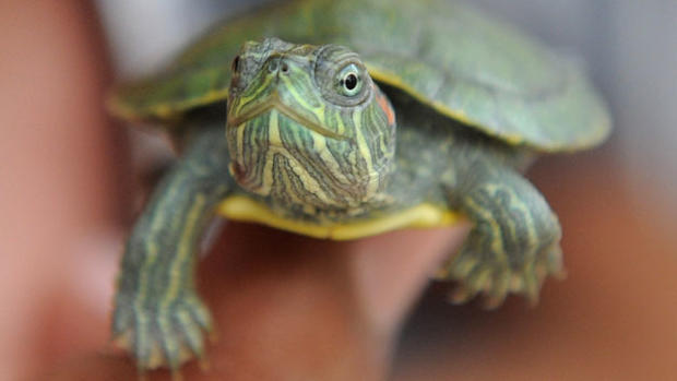 small-turtle 