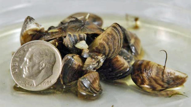 Zebra mussels with a dime 