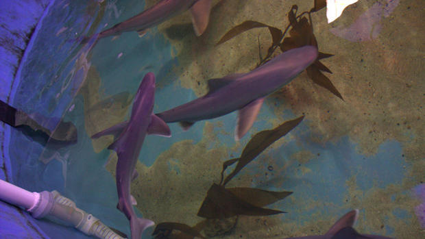 Sharks Found In Lagrangeville, NY Man's Basement Pool 