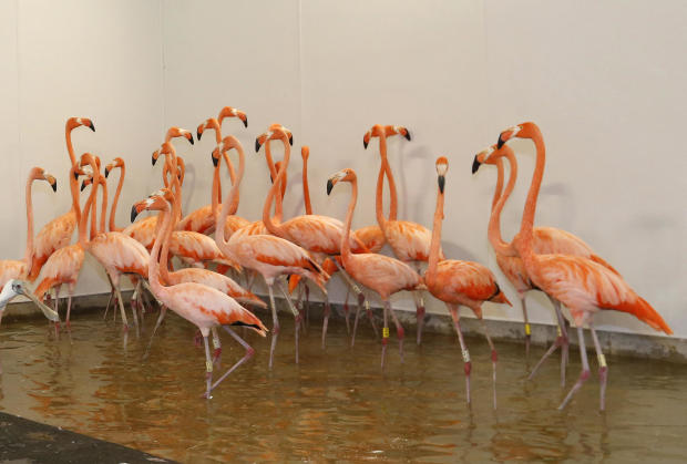 flamingo hurricane irma 