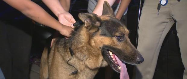 Driver, Dog Lead Police Pursuit Through San Fernando Valley 