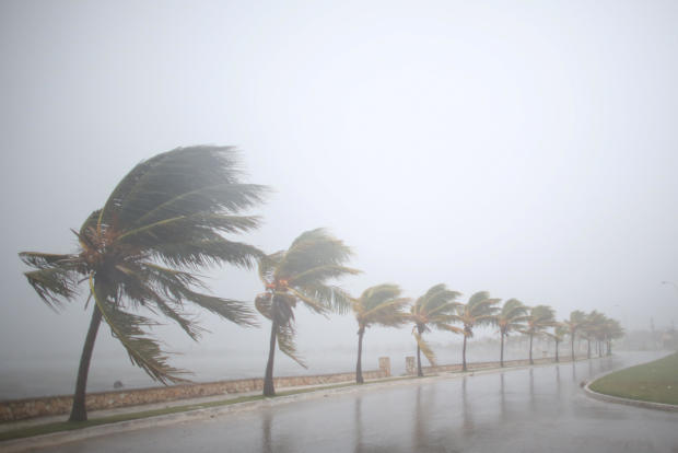 Palm trees sway in the wind prior to the arrival of the Hurricane Irma in Caibarien 